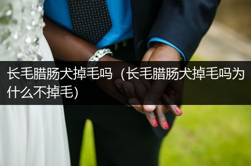 長(zhǎng)毛臘腸犬掉毛嗎（長(zhǎng)毛臘腸犬掉毛嗎為什么不掉毛）