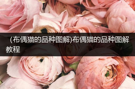 （布偶貓的品種圖解)布偶貓的品種圖解教程
