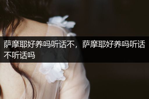 薩摩耶好養(yǎng)嗎聽(tīng)話不，薩摩耶好養(yǎng)嗎聽(tīng)話不聽(tīng)話嗎