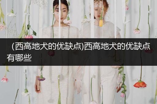 （西高地犬的優(yōu)缺點)西高地犬的優(yōu)缺點有哪些