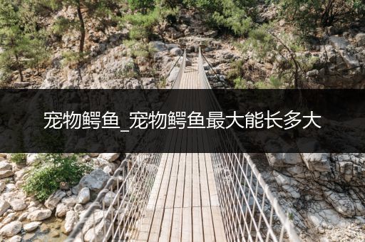 寵物鱷魚_寵物鱷魚最大能長(zhǎng)多大