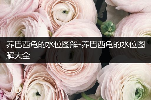 養(yǎng)巴西龜?shù)乃粓D解-養(yǎng)巴西龜?shù)乃粓D解大全
