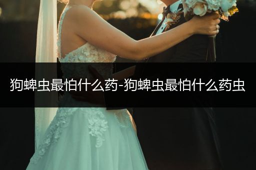 狗蜱蟲(chóng)最怕什么藥-狗蜱蟲(chóng)最怕什么藥蟲(chóng)