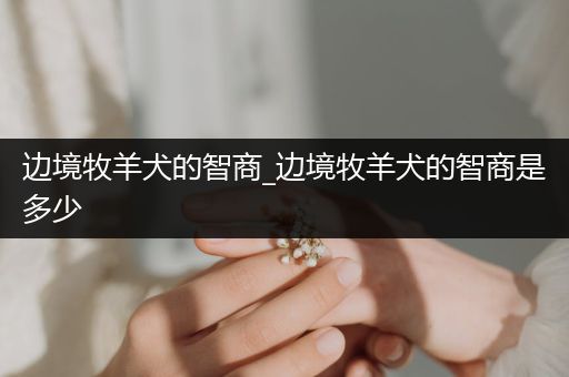邊境牧羊犬的智商_邊境牧羊犬的智商是多少