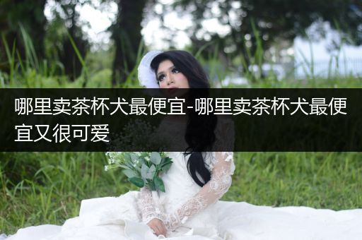 哪里賣茶杯犬最便宜-哪里賣茶杯犬最便宜又很可愛