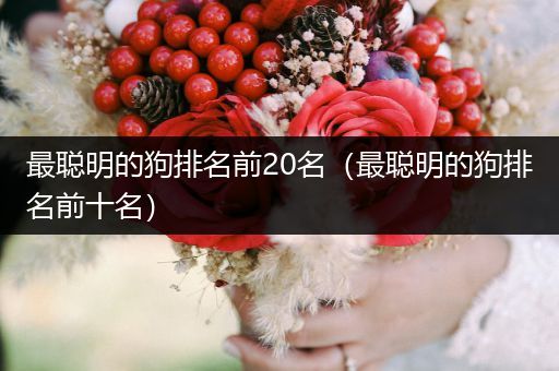 最聰明的狗排名前20名（最聰明的狗排名前十名）