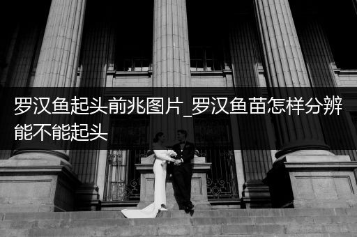 羅漢魚起頭前兆圖片_羅漢魚苗怎樣分辨能不能起頭