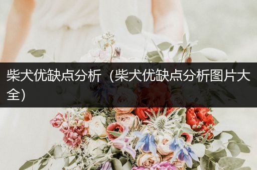 柴犬優(yōu)缺點分析（柴犬優(yōu)缺點分析圖片大全）