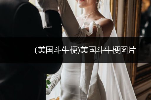 （美國(guó)斗牛梗)美國(guó)斗牛梗圖片