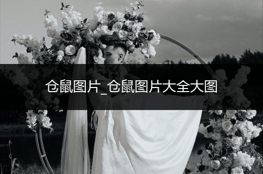 倉鼠圖片_倉鼠圖片大全大圖