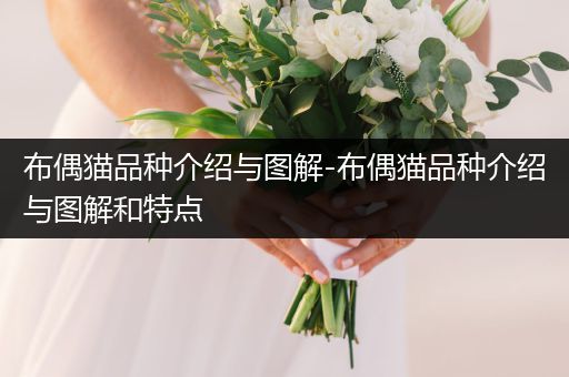 布偶貓品種介紹與圖解-布偶貓品種介紹與圖解和特點(diǎn)