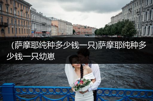 （薩摩耶純種多少錢(qián)一只)薩摩耶純種多少錢(qián)一只幼崽
