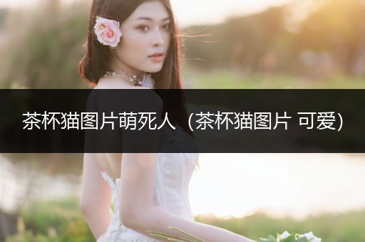 茶杯貓圖片萌死人(茶杯貓圖片 可愛)