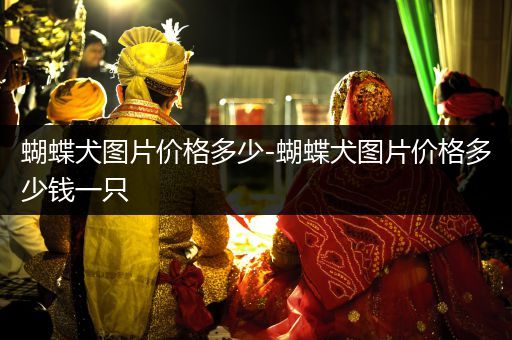 蝴蝶犬圖片價格多少-蝴蝶犬圖片價格多少錢一只