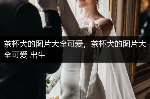 茶杯犬的圖片大全可愛，茶杯犬的圖片大全可愛 出生