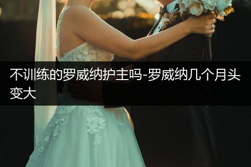 不訓練的羅威納護主嗎-羅威納幾個月頭變大