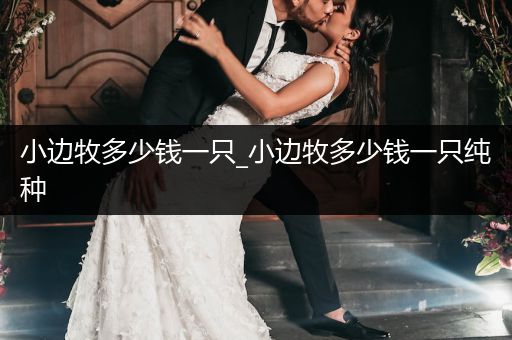 小邊牧多少錢(qián)一只_小邊牧多少錢(qián)一只純種