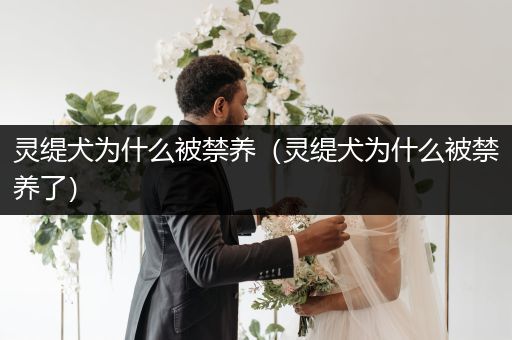 靈緹犬為什么被禁養(yǎng)（靈緹犬為什么被禁養(yǎng)了）