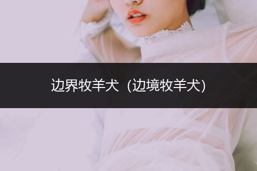 邊界牧羊犬(邊境牧羊犬)