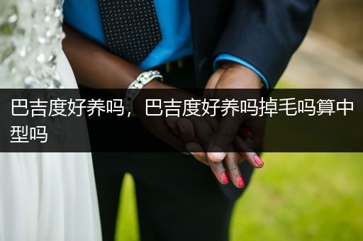 巴吉度好養(yǎng)嗎，巴吉度好養(yǎng)嗎掉毛嗎算中型嗎