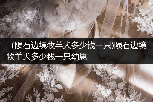 (隕石邊境牧羊犬多少錢一只)隕石邊境牧羊犬多少錢一只幼崽