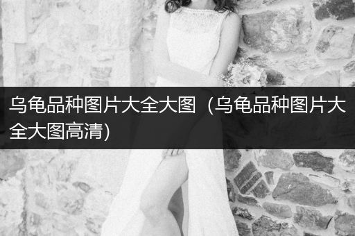 烏龜品種圖片大全大圖(烏龜品種圖片大全大圖高清)