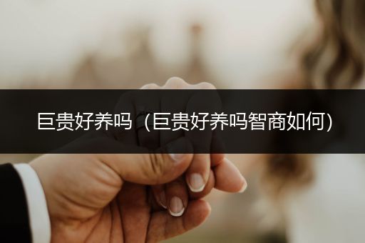 巨貴好養(yǎng)嗎(巨貴好養(yǎng)嗎智商如何)