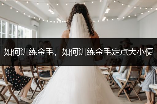 如何訓(xùn)練金毛，如何訓(xùn)練金毛定點大小便