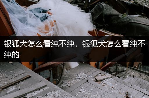 銀狐犬怎么看純不純，銀狐犬怎么看純不純的