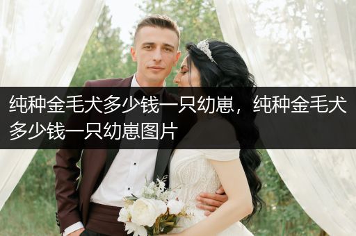 純種金毛犬多少錢(qián)一只幼崽，純種金毛犬多少錢(qián)一只幼崽圖片