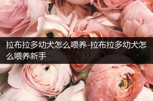 拉布拉多幼犬怎么喂養(yǎng)-拉布拉多幼犬怎么喂養(yǎng)新手