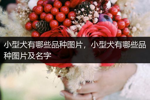 小型犬有哪些品種圖片，小型犬有哪些品種圖片及名字