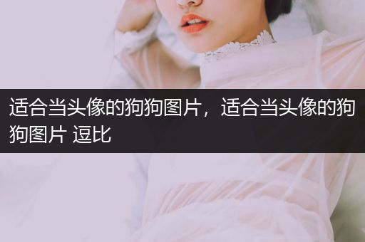 適合當(dāng)頭像的狗狗圖片,適合當(dāng)頭像的狗狗圖片 逗比