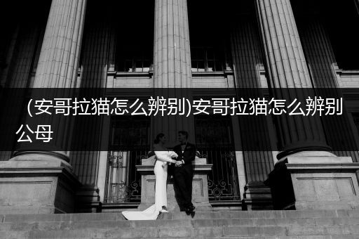 （安哥拉貓?jiān)趺幢鎰e)安哥拉貓?jiān)趺幢鎰e公母