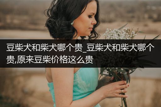 豆柴犬和柴犬哪個貴_豆柴犬和柴犬哪個貴,原來豆柴價格這么貴