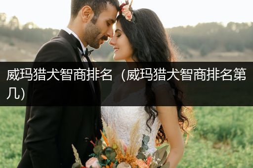 威瑪獵犬智商排名(威瑪獵犬智商排名第幾)