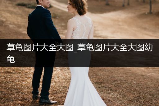 草龜圖片大全大圖_草龜圖片大全大圖幼龜