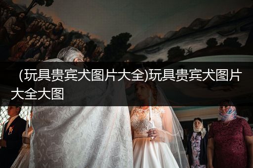 (玩具貴賓犬圖片大全)玩具貴賓犬圖片大全大圖