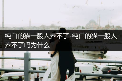 純白的貓一般人養(yǎng)不了-純白的貓一般人養(yǎng)不了嗎為什么