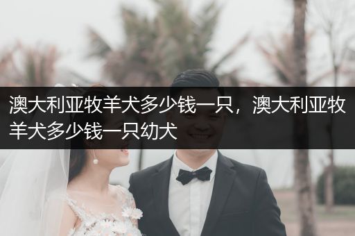 澳大利亞牧羊犬多少錢一只，澳大利亞牧羊犬多少錢一只幼犬