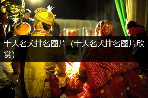 十大名犬排名圖片(十大名犬排名圖片欣賞)