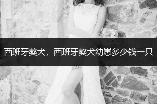 西班牙獒犬，西班牙獒犬幼崽多少錢一只