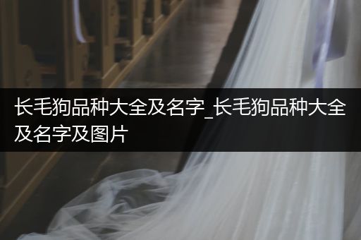 長毛狗品種大全及名字_長毛狗品種大全及名字及圖片