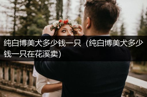 純白博美犬多少錢一只(純白博美犬多少錢一只在花溪賣)