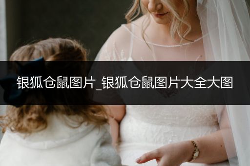 銀狐倉(cāng)鼠圖片_銀狐倉(cāng)鼠圖片大全大圖