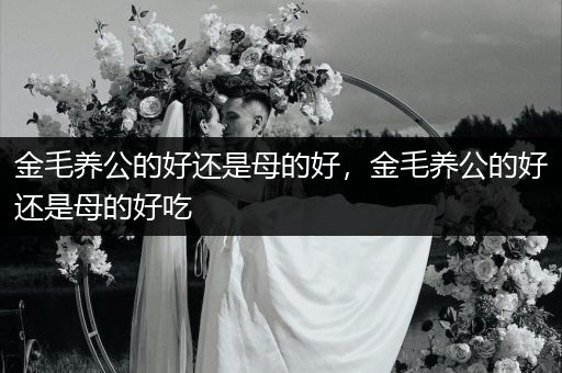 金毛養(yǎng)公的好還是母的好，金毛養(yǎng)公的好還是母的好吃