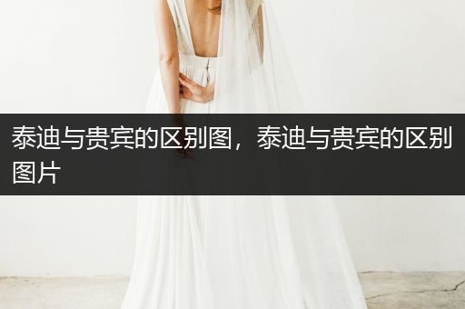 泰迪與貴賓的區(qū)別圖，泰迪與貴賓的區(qū)別圖片