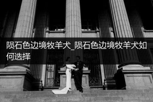 隕石色邊境牧羊犬_隕石色邊境牧羊犬如何選擇