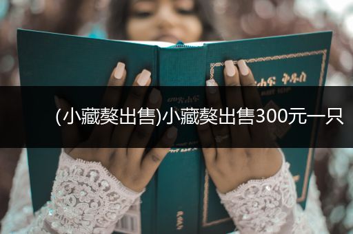 （小藏獒出售)小藏獒出售300元一只