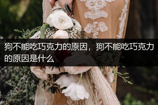 狗不能吃巧克力的原因，狗不能吃巧克力的原因是什么